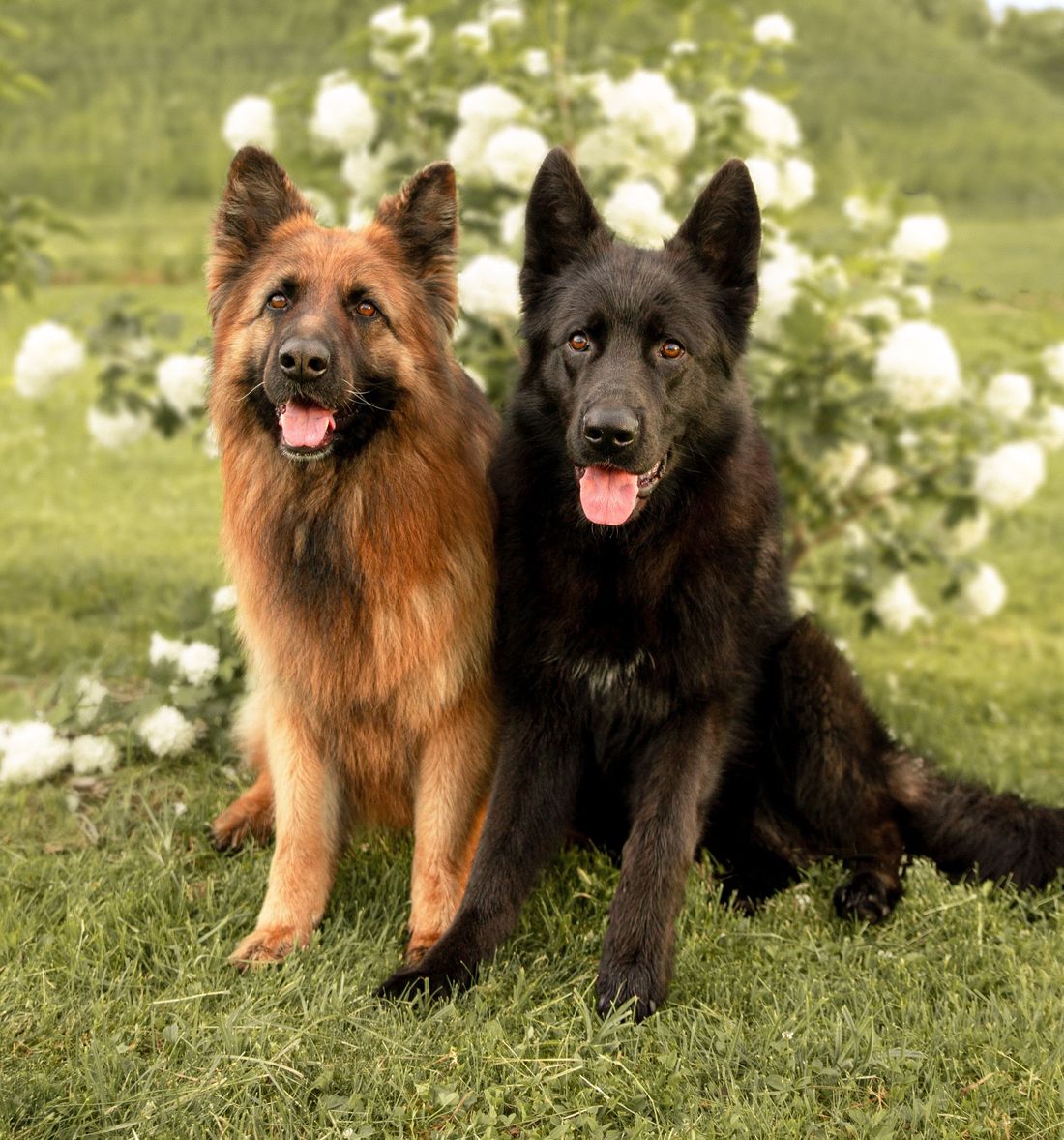 Two German Shepherds, one black and one sable, sit side by side on the grass outdoors and look toward the camera.