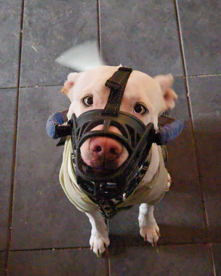 A white dog wearing a basket muzzle and a jacket sits on a tiled floor, looking up at the camera.